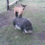 Vendégház Mansky Dvur Dolní Žandov